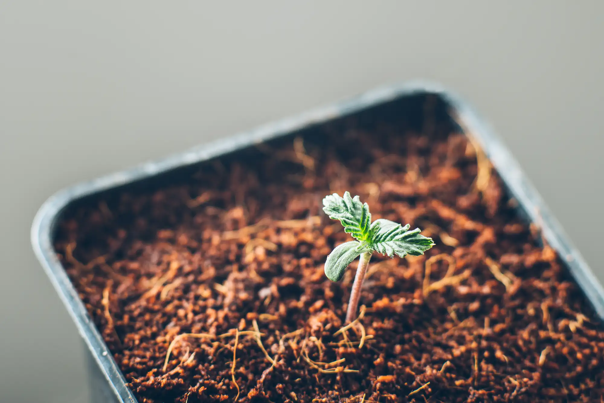 Homegrow in Deutschland: Recht, Kosten, Strom im Reality-Check