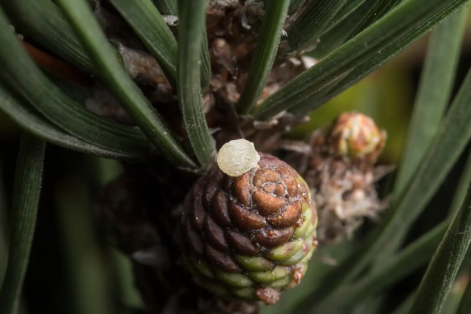 Cannabis-Terpene: Die Dirigenten von Geschmack und High