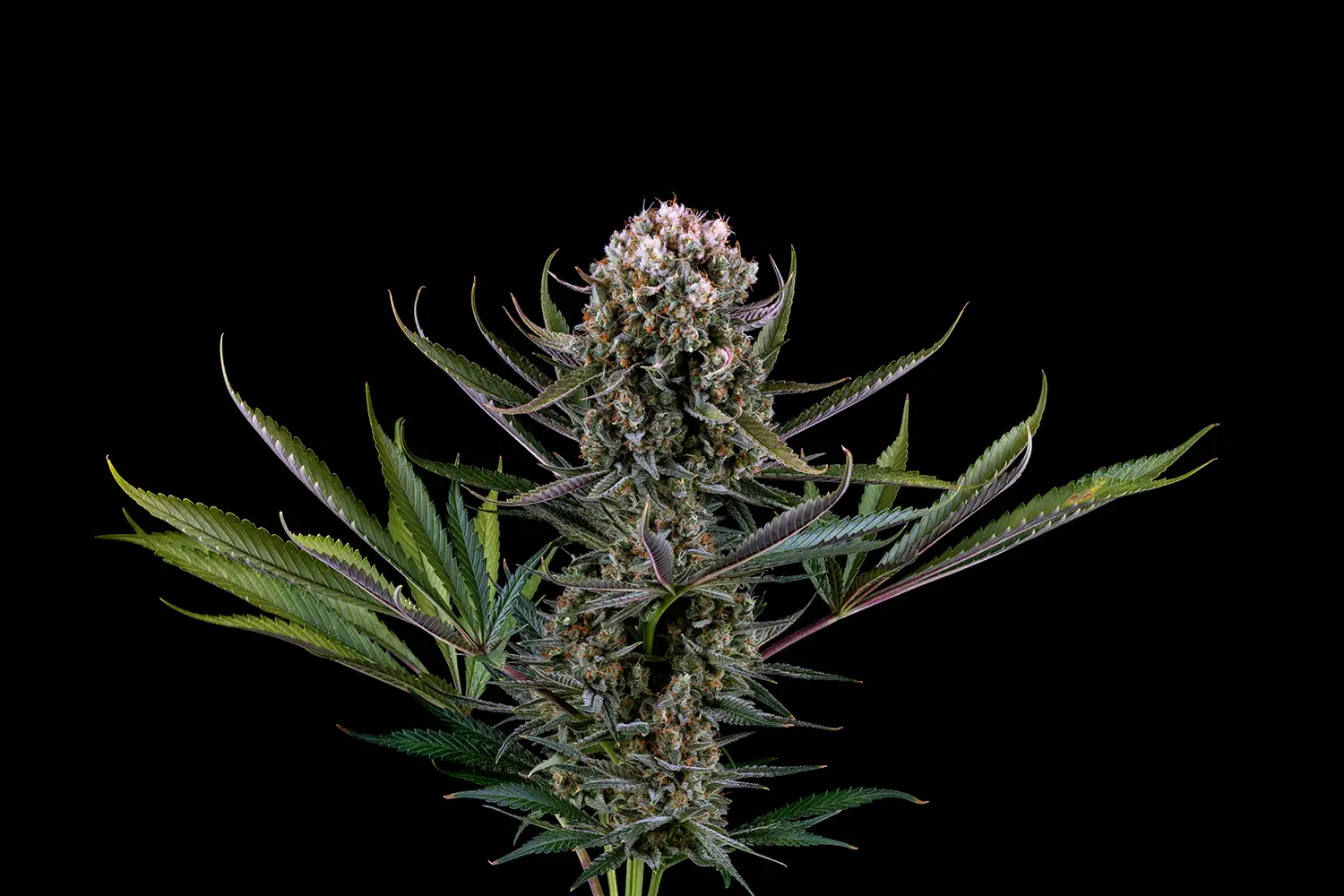 White Widow